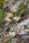 Largeleaf jointweed